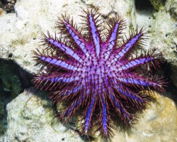 L'étoile de mer couronne d'épines L'étoile de mer couronne d'épines