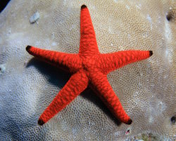 Indian sea star (Fromia indica)