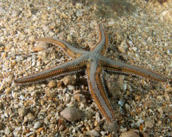 The royal sea star