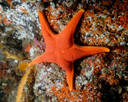 Vermillion sea star (Mediaster aequalis)