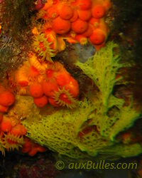 Clathrine jaune (Clathrina clathrus)