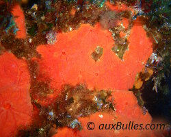 Orange-red encrusting sponge (Crambe crambe)