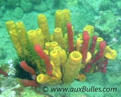 Eponge tube jaune (Aplysina fistularis)