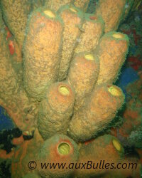 Eponge tube jaune (Aplysina fistularis) Eponge tube jaune (Aplysina fistularis)