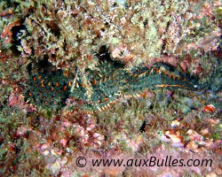 Etoile de mer glaciaire (Marthasterias glacialis)