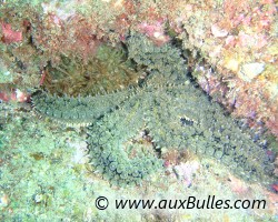 Spiny starfish (Marthasterias glacialis)