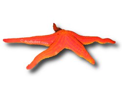 Smooth starfish (Hacelia attenuata)