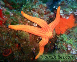 Etoile de mer lisse (Hacelia attenuata) Etoile de mer lisse (Hacelia attenuata)