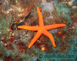 Etoile de mer rouge (Echinaster sepositus)