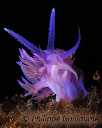 Flabelline mauve (Flabellina affinis) Flabelline mauve (Flabellina affinis)