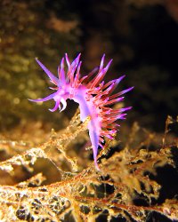 Flabelline mauve (Flabellina affinis)