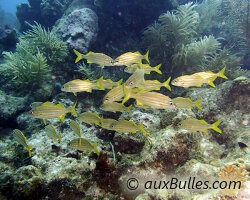 Gorette à petite bouche (Haemulon chrysargyreum)