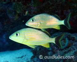 Gorette bleue (Haemulon sciurus)