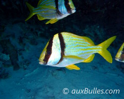 Porkfish (Anisotremus virginicus)