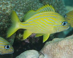 French grunt (Haemulon flavolineatum)