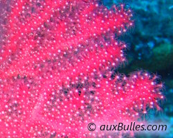 Purple gorgonian (Paramuricea clavata)