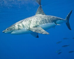Grand requin blanc (Carcharodon carcharias)