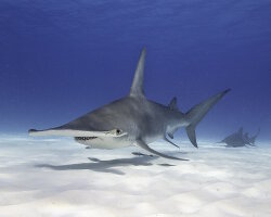 Grand requin marteau (Sphyrna mokarran) Grand requin marteau (Sphyrna mokarran)