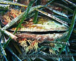 Fan mussel (Pinna nobilis)