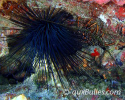 Langouste brésilienne (Panulirus guttatus)