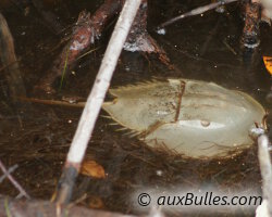 Limule (Limulus polyphemus)