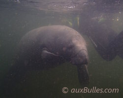 Lamantin de Floride (Trichechus manatus latirostris)