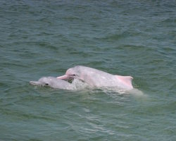 Dauphin à bosse de l'Indo-Pacifique (Sousa chinensis)
