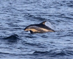 Atlantic white-sided dolphin (Leucopleurus acutus)