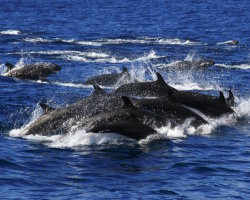 Faux-orque (Pseudorca crassidens)