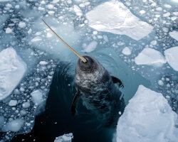 The narwhal