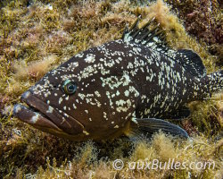 Dusky grouper (Epinephelus marginatus)