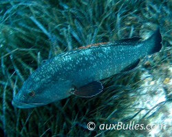 Mérou brun (Epinephelus marginatus)