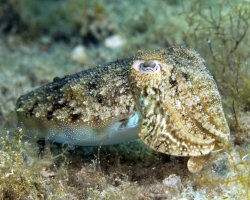 Seiche commune (Sepia officinalis)