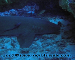 Requin nourrice (Ginglymostoma cirratum)