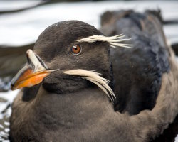 Rhinoceros auklet (Cerorhinca monocerata)