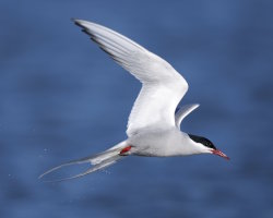 Arctic tern (Sterna paradisaea)