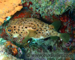 Longspined porcupinefish (Diodon holocanthus)
