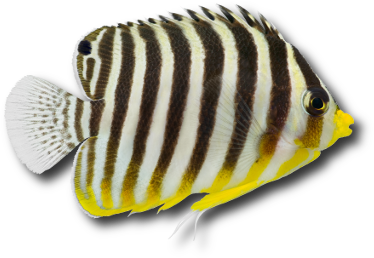 Le poisson ange à bandes noires (Paracentropyge multifasciata) &copy; Johannesk | Dreamstime.com