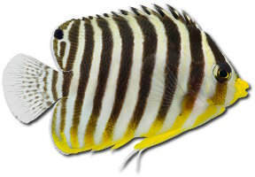 Multibarred angelfish (Paracentropyge multifasciata)