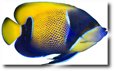 Le poisson ange amiral (Pomacanthus navarchus) © Tatus | Dreamstime.com