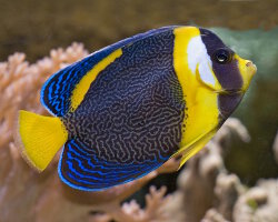 Scribbled angelfish (Chaetodontoplus duboulayi)