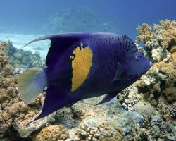 Poisson ange demi-lune (Pomacanthus asfur)