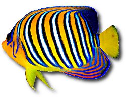 Poisson ange duc (Pygoplites diacanthus)