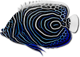 Poisson ange empereur (Pomacanthus imperator)