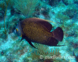 Poisson ange français (Pomacanthus paru)