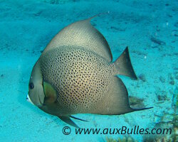 Poisson ange gris (Pomacanthus arcuatus)