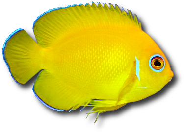 Le poisson ange nain citron (Centropyge flavissima) &copy; Guinapora | Dreamstime.com
