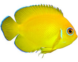 Poisson ange nain citron (Centropyge flavissima)