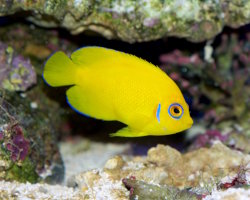 The lemonpeel angelfish
