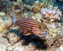 Large toothed cardinalfish (Cheilodipterus macrodon)